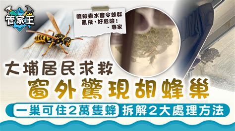 窗外有蜂巢|大埔居民窗外驚現胡蜂巢 發文求救應找誰處理？ 專家。